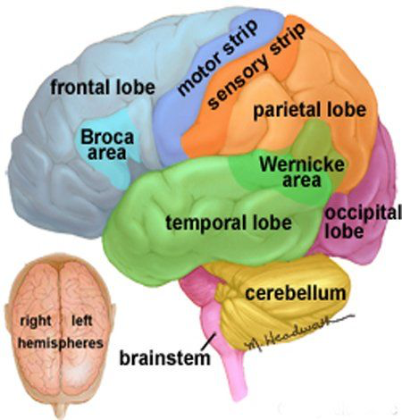 <p>The theory that different areas of the brain are responsible for specific behaviours, processes or activities</p>