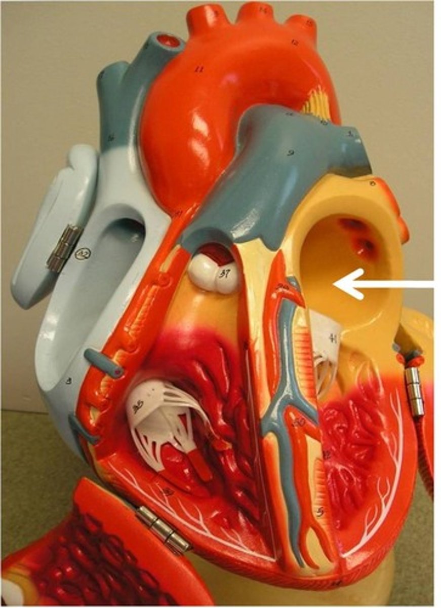 <p>4 pulmonary veins</p><p>Left atrial appendage (AFib thrombus site)</p><p>Mitral valve orifice</p>