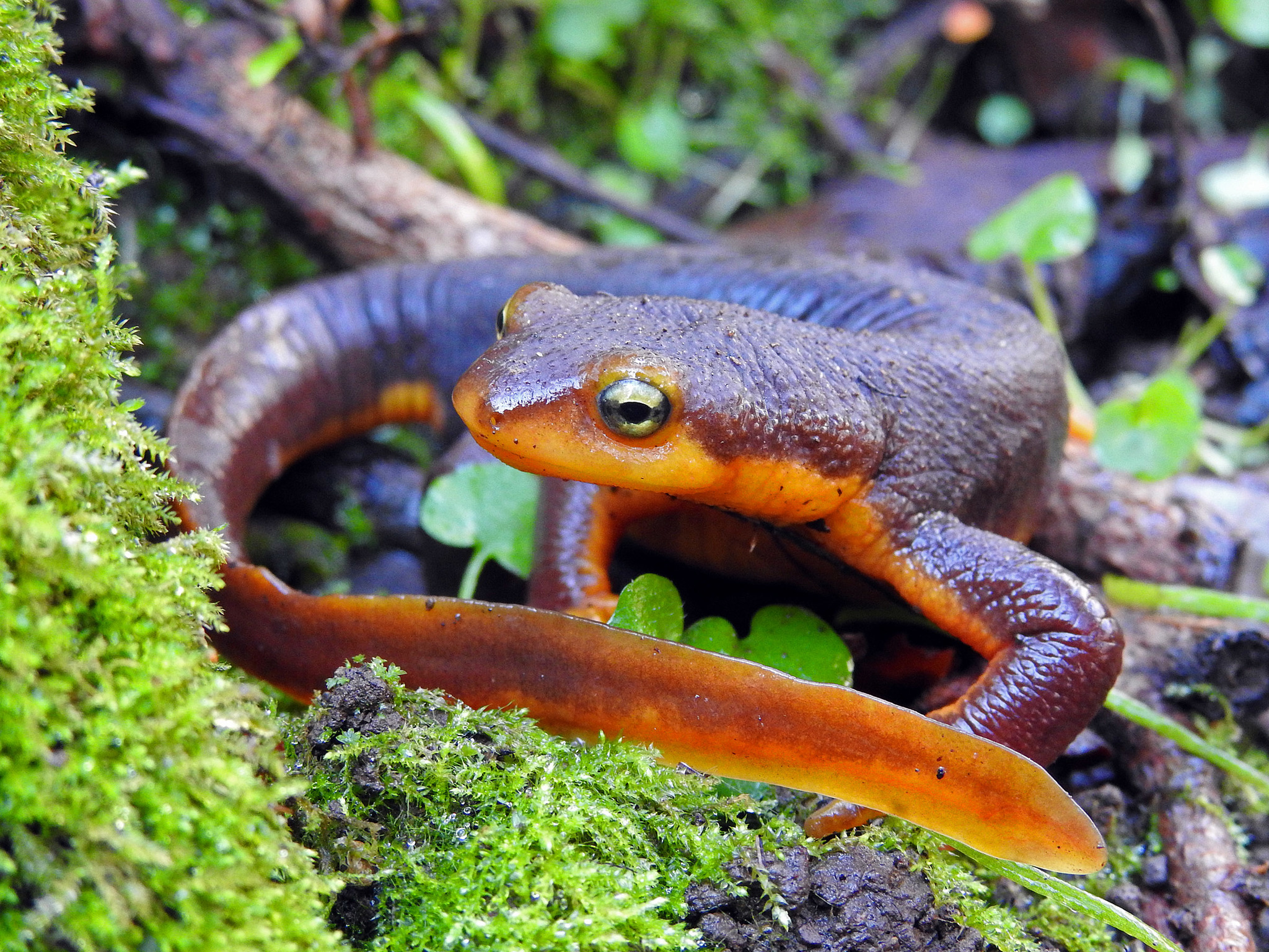 <p>Salamandridae<br>Taricha torosa<br>California Newt</p>
