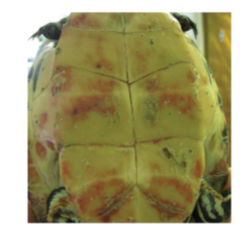 <p>A terrapin presents with this - history reveals lethargy, not much swimming, just baskng. Hasn’t eaten for a few days but has been slowly going off food for a couple weeks now.</p><p>What are pink shell lesions a common sign of?</p>