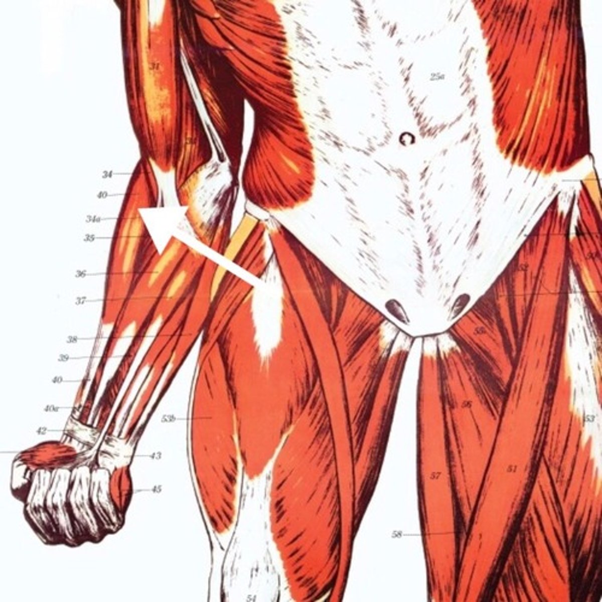 <p>What is this muscle?</p>