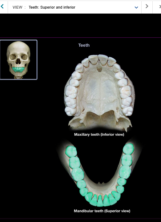 <p>Mandibular teeth</p>
