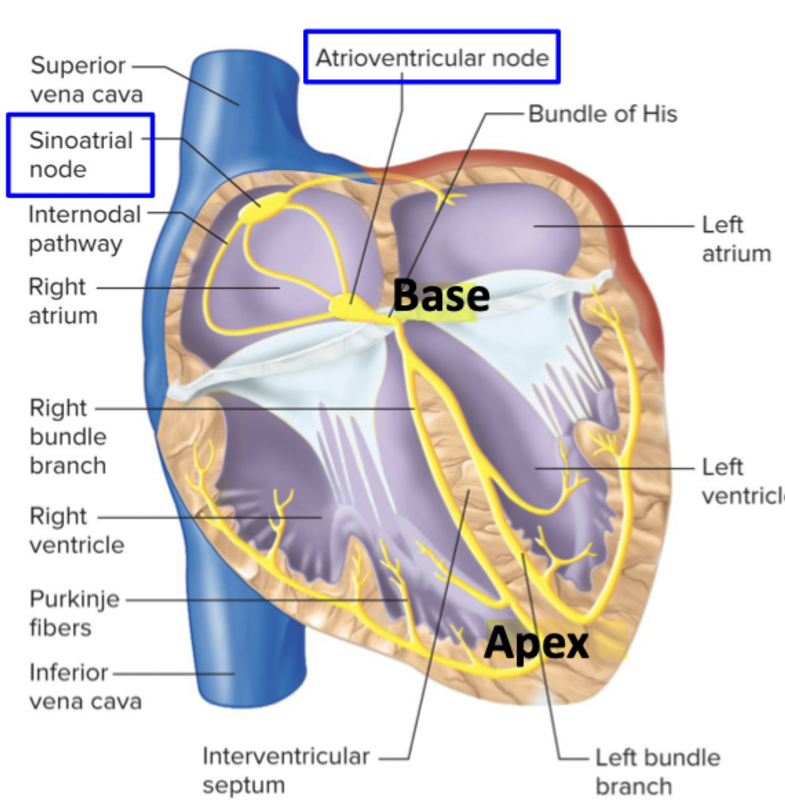 <p>A few cells collected in the right atrium that reach threshold first and are the true pacemaker</p>