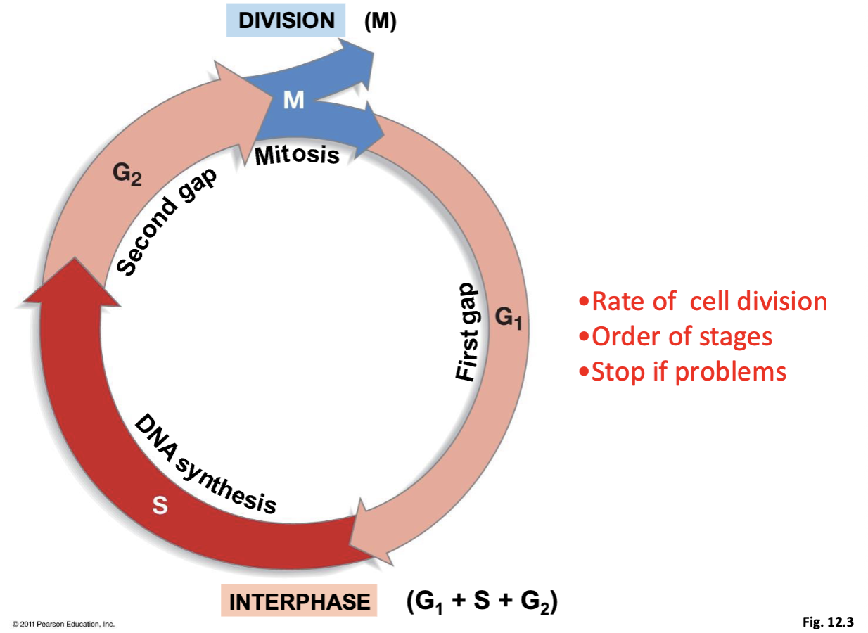 <ul><li><p>Rate of cell division</p></li><li><p>Maintaining order of stages</p></li><li><p>Stop if problems </p></li></ul><p></p>