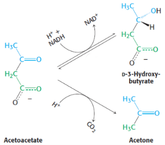 <p>4th step of ketone bodies synthesis</p><p>catalysed by <span style="background-color: transparent;"><strong>3-hydroxybutyrate dehydrogenase</strong></span></p>