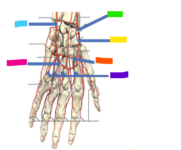 <p>What is the pink arrow?</p>