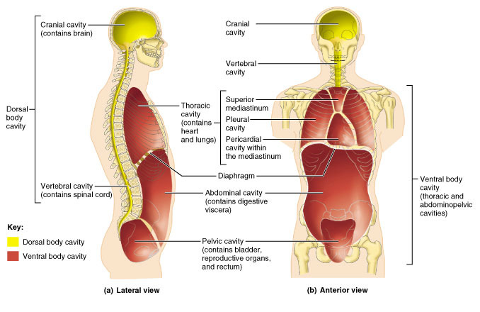 <p><strong>DORSAL CAVITY</strong></p>