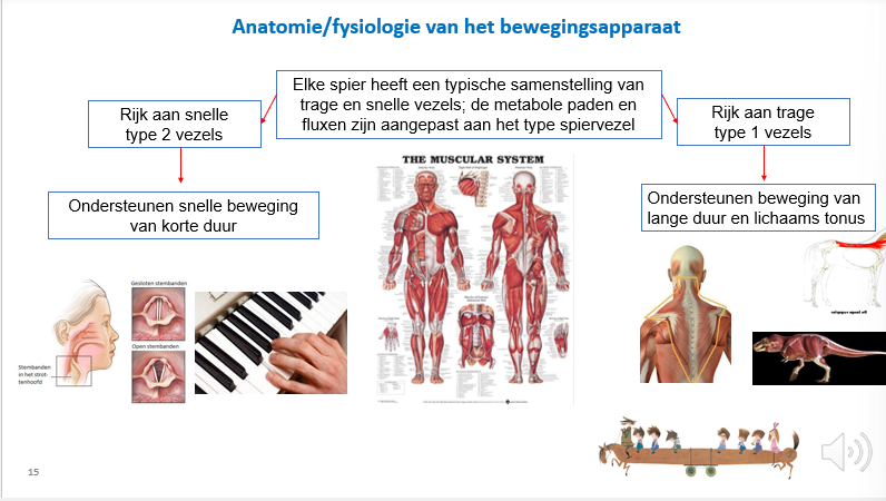 <p><span>De verhouding tussen rode (trage type I vezels) en witte (snelle type II vezels) spiervezels is afhankelijk van de spiergroep en functie van de spiergroep.</span></p><p></p><p><span>Rechts:</span></p><p style="text-align: left;"><span>Spieren die dienen voor ondersteunen van het lichaam en die dienen voor beweging van lange duur (wandelingen, fietstochten…) bevatten voornl aerobe, rode vezels en dus trage type I vezels.</span></p><p style="text-align: left;"></p><p style="text-align: left;"><span>Voor snelle korte bewegingen gebruiken we eerder snelle type II vezels (witte vezels die anaerobe glycolyse gebruiken).</span></p>