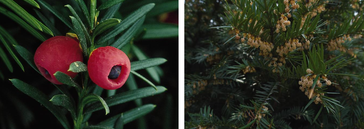 <p>Identify this conifer.</p>