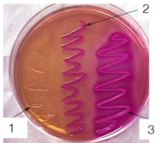 <p><span style="background-color: transparent;"><strong>On this MacConkey agar plate, what type of microbes are in the streak labeled 1-3? What about gram positive, non-fermenters </strong> </span></p><p><span style="background-color: transparent;">(Lecture #1-2 Questions)</span></p>