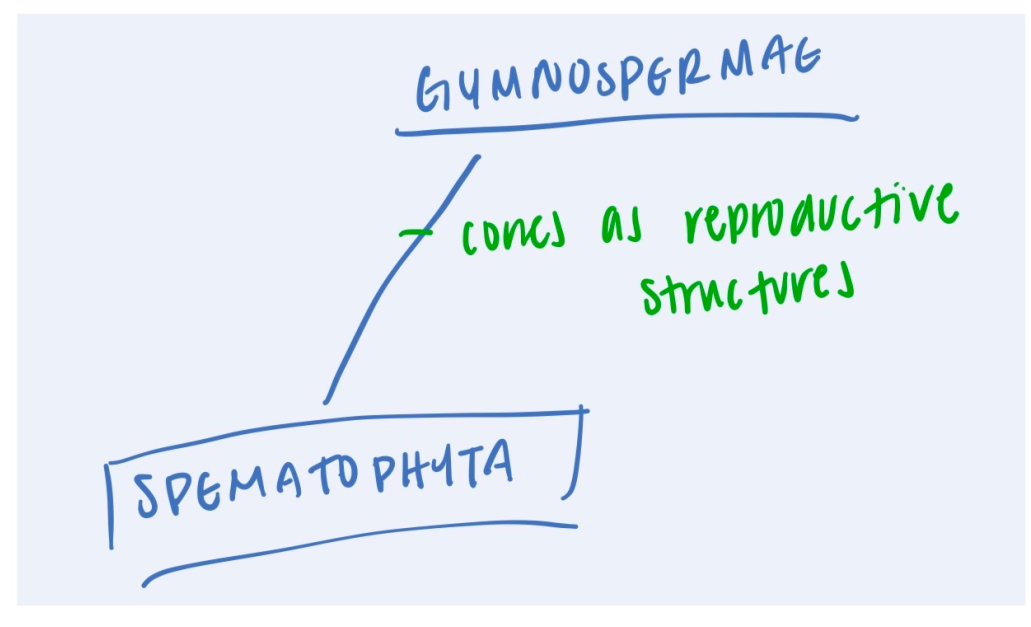 <p>Archaeplastida: Plantae: Tracheophyta: Spermatophyta: <strong>Gymnospermae (1: characteristic/organisms, synapomorphy) </strong></p>