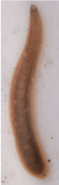 <p>fish leech. Larger, slender, and flattened leeches, often dark in color and sometimes featuring distinct dark patterning.</p>