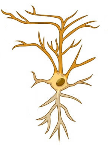 <p>Links sensory and motor neurons</p>