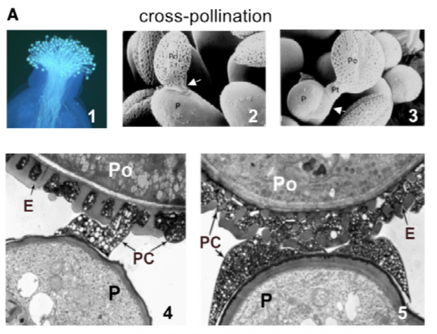 <p>(1) bunch of pollen grains that have germinated and are growing through the stigma and down the style of the female part of the flower, which is what carpels become.</p><p>(2) Pollen has formed attachment “foot” on papilla of stigma. Papilla is a cell on the surface of the stigma. The stigma is the tip of the carpels where pollen lands.</p><p>(3) The pollen has “germinated”, which means it has formed a pollen tube. The pollen tube has penetrated the papilla cell wall and has begun to grow through it.</p><p>(4) The initial connection between pollen and papilla is a bit of pollen coat</p><p>(5) The pollen coat expands to form the foot.</p>