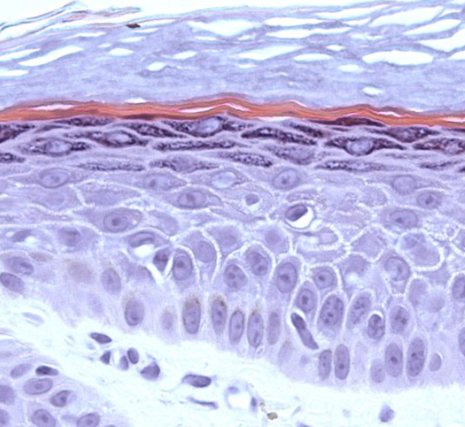 <p>identify this tissue</p>
