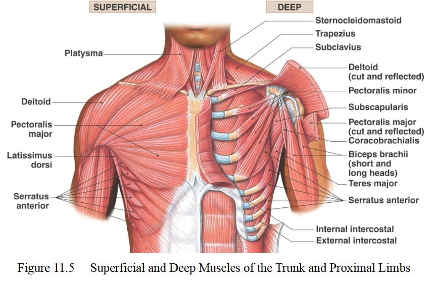 <p>Pectoralis major</p>