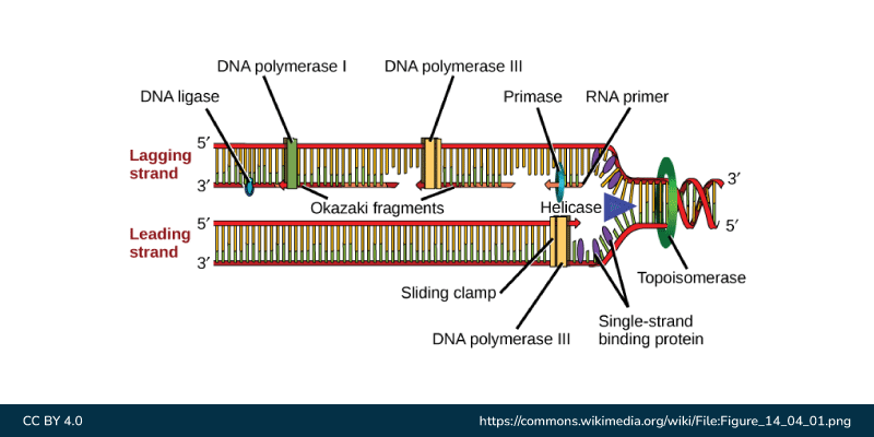 <p>How does the lagging an leading strand differ?</p>