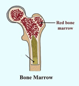 <p>Where is red bone marrow located in young animals?</p>