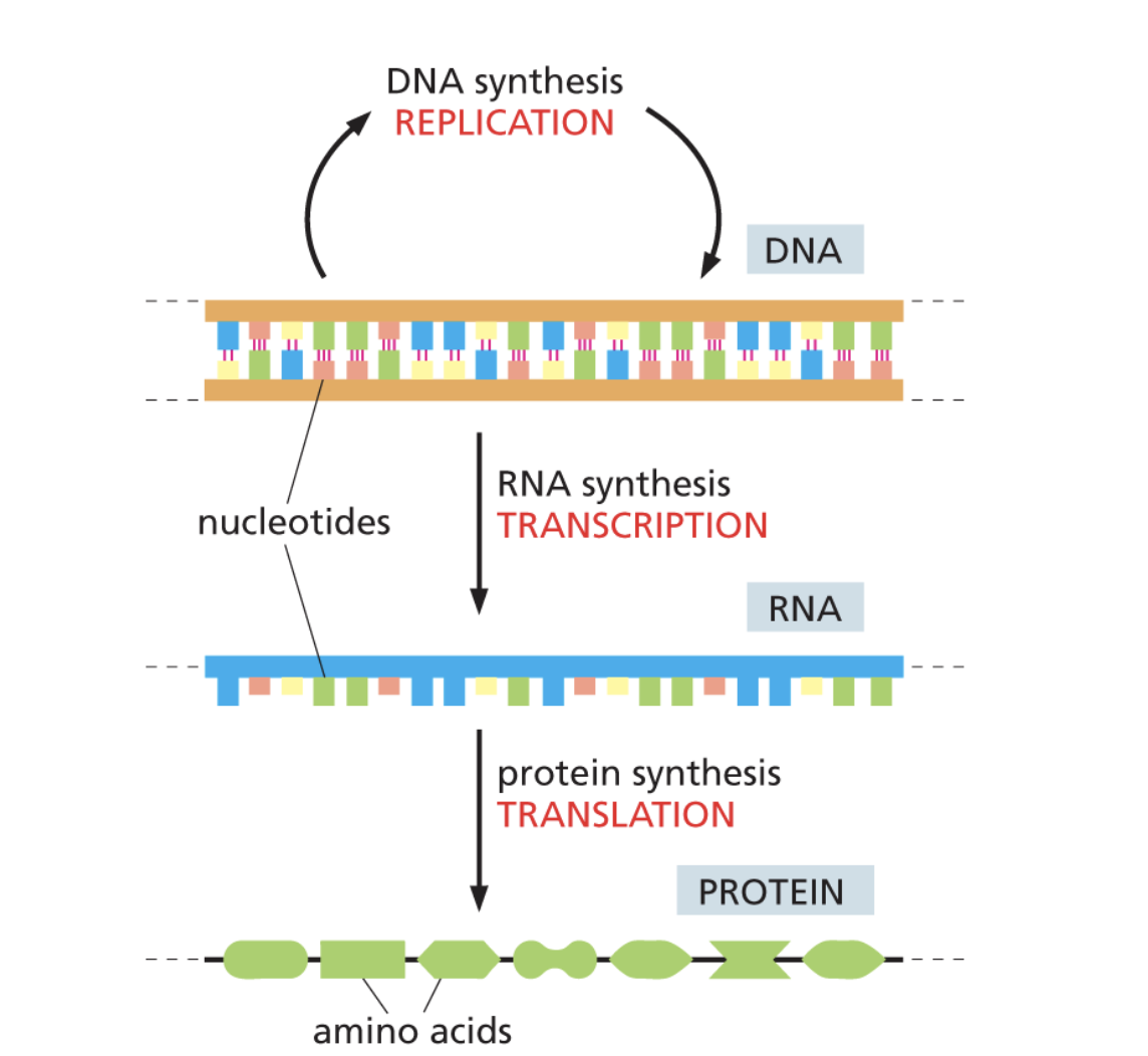 <p>In all living cells, genetic information flows from DNA to RNA (Transcription) and from RNA to protein (Translation) — a hierarchy known as the central dogma. </p><ul><li><p>The sequence of nucleotides in a particular segment of DNA (a gene) is transcribed into an RNA molecule, which can then be translated into the linear sequence of amino acids of a protein. Only a small part of the gene, RNA, and protein is shown. </p></li></ul><p></p>