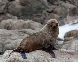 <p>New Zealand fur seal</p>