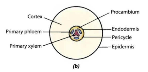 <p>what stage of growth is this root</p>