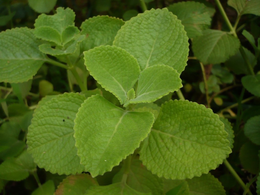 <p><strong>Common name</strong>: Oregano, suganda</p><p><strong>Part used</strong>: Leaves</p><p><strong>Uses</strong>: Remedy for <strong>cough</strong> and <strong>respiratory issues</strong>; antimicrobial, antioxidant</p><p><strong>Constituents</strong>: <strong>Carvacrol, thymol (monoterpenes; essential oil)</strong></p>