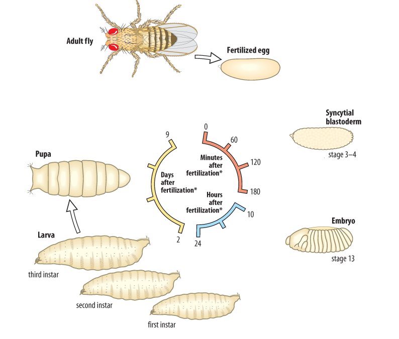 <p>Describe the stages of the Drosophila life cycle.</p>