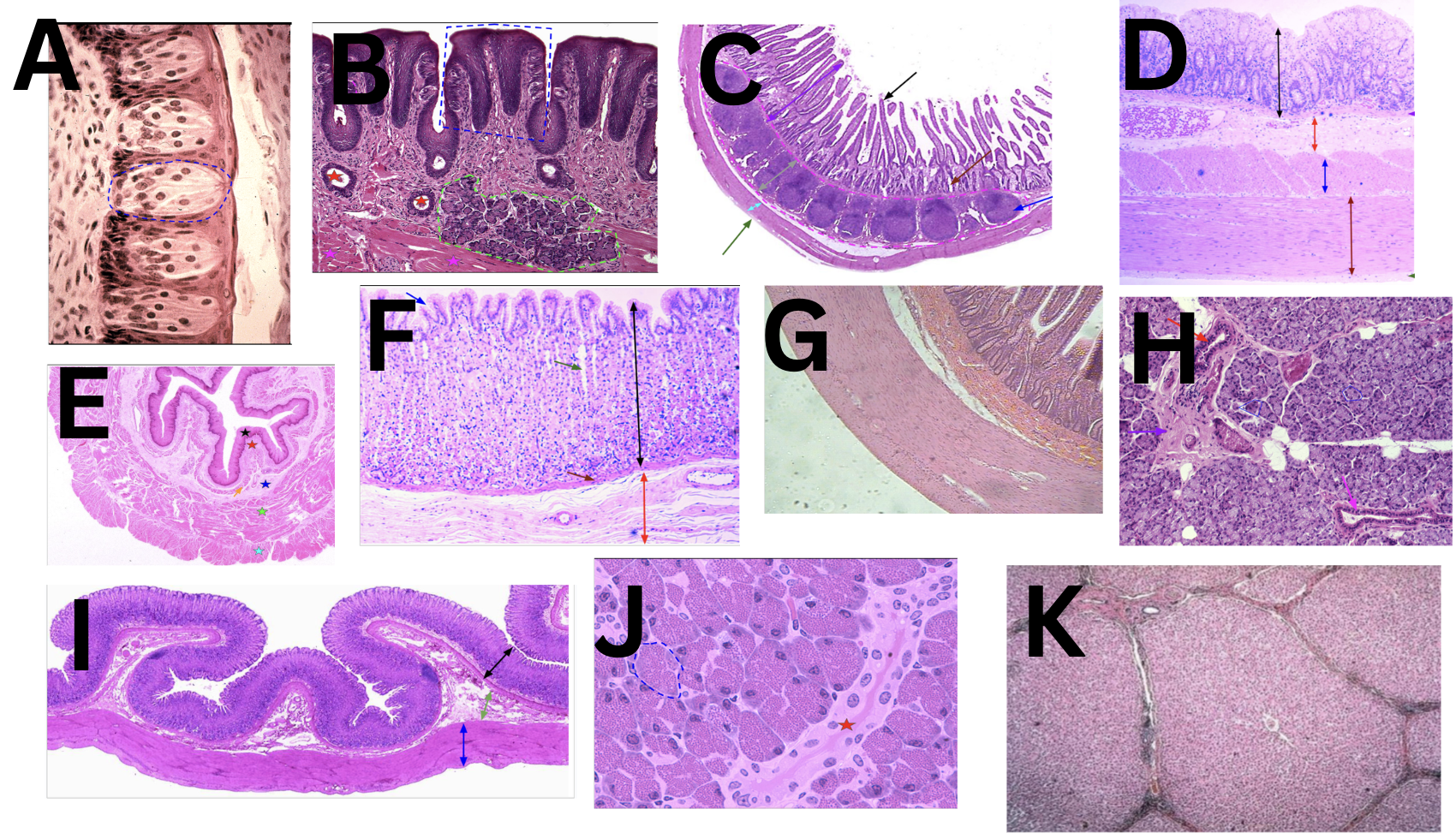 <p>Identify the organ</p>