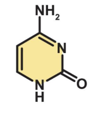 <p>what DNA base is this?</p><p>where does it H bond from?</p><p>what type of base is it?</p>