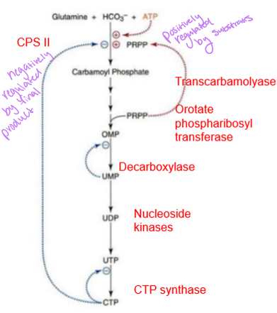 <p>primarily controlled and regulated at the carbamoyl phosphate synthetase II step where is it inhibited by CTP (final product) and activated by PRPP (substrates) - purine and pyrimidines both have the commitment to the first N as the rate limiting step</p>