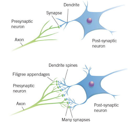 <p>ability of dendrites or axons to develop new extensions or branches (growth).</p><p>Increases reach of neuron and helps in formation of new synaptic connections. </p><p>Change the physical structure of the neuron (Growth of dendritic spines on postsynaptic neuron, “bushier” dendrites. Growth of axon sprouts on axon terminal of presynaptic neuron. Formation of additional synapses where these dendritic spines and filigree appendages meet (synaptogenesis)).</p>