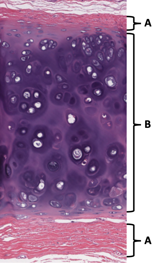 <p>Trachea &amp; esophagus:</p><p><span>Name the tissue at A:</span></p><p><span>Name the tissue at B:</span></p>