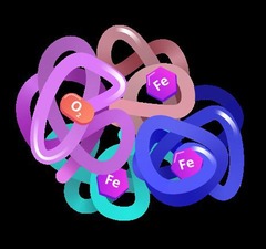 <p>Protein that carries oxygen in red blood cells.</p>