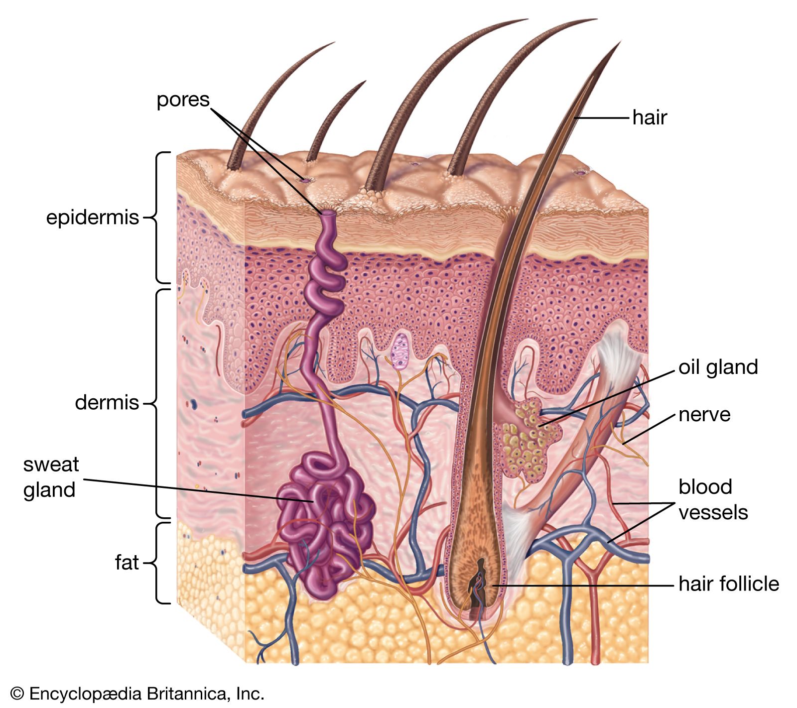 <p>name of muscle the nerves comes off of</p>