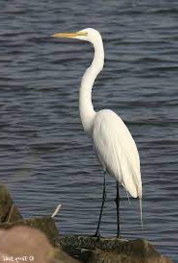 <p>Species, family, order?</p>