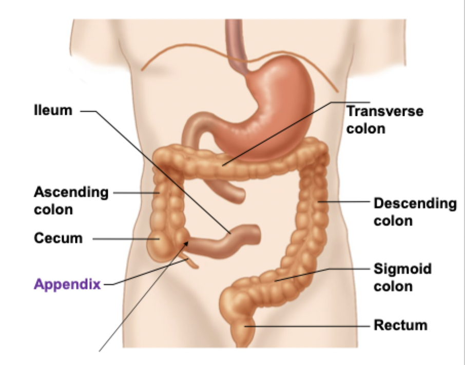 <p>Cecum (w appendix) → ascending colon → transverse colon → descending colon → sigmoid colon → rectum</p>
