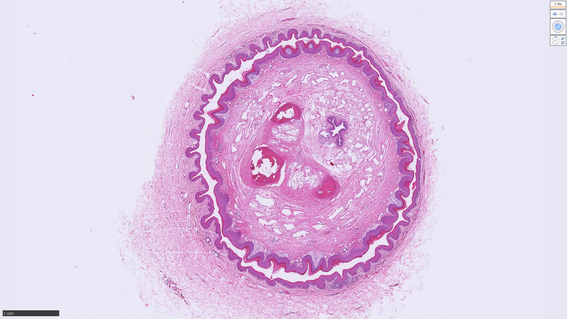 <p>Identify if the follow image shows a cat penis or another species penis:</p>