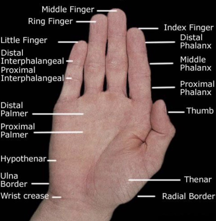 <p><span>MCP joints, interphalangeal joints and flexor tendons.</span></p>