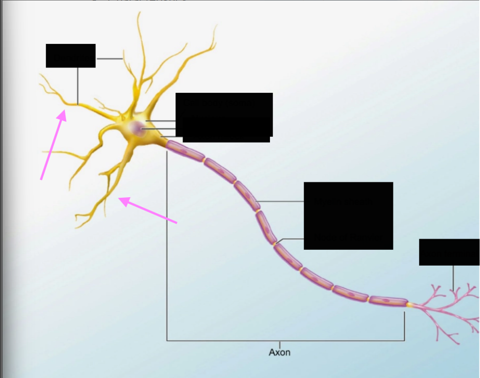 <p>Neuron structure- what part of the neuron is it pointing at & what does it do?</p>