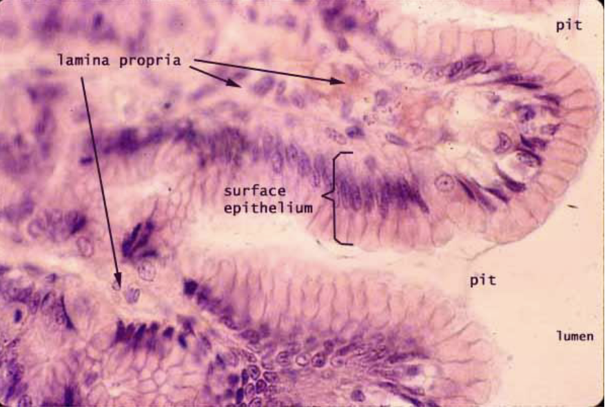 <p></p><p>What is this?</p>