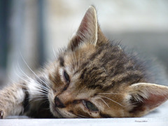 <p>zhī</p><p>animals / one half of a pair</p><p>一__猫 — one cat</p><p>一__手 — one hand</p>
