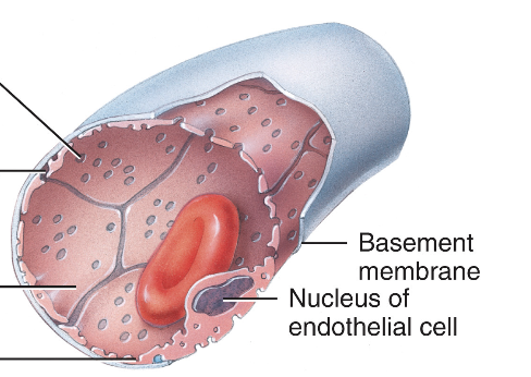 <p>have small pores in the wall, allowing more substances to pass through quickly. kidneys + small intestine</p>