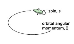 <p>spin angular momentum</p><p>orbital angular momentum= movement between orbitals</p>