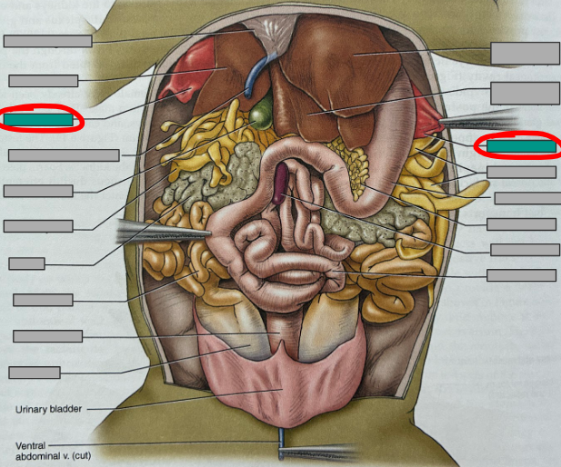 <p>What part of the organism is this?</p>