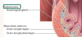 <p>connective tissue layer that contains vessels, nerves, and lymphatics</p>
