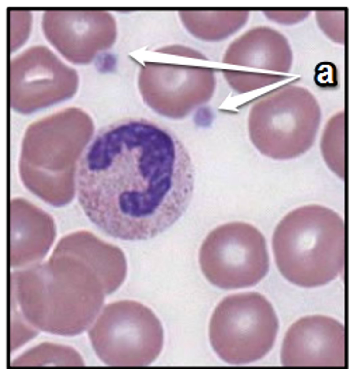 <p>platelet</p>