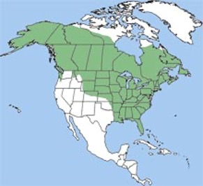 <p>American mink</p><p>muskrat, fish, reptiles, amphibians, birds, rabbits</p><p>water bodies</p><p>susceptible to contaminants</p>