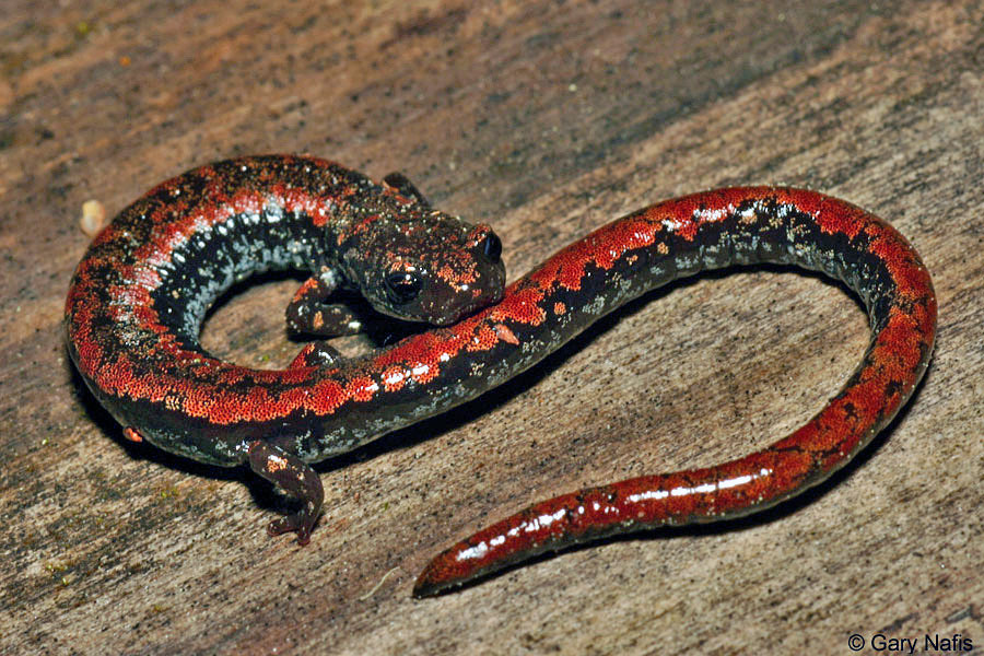 <p>Common Name</p>