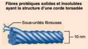 <p>Ils ont un diamètre compris entre celui des microfilaments et des microtubules. </p><p>Ils sont constitués de sous-unités protéiques fibreuses torsadées. </p><p>Ils procurent à la cellule notamment sa résistance à la traction.</p>