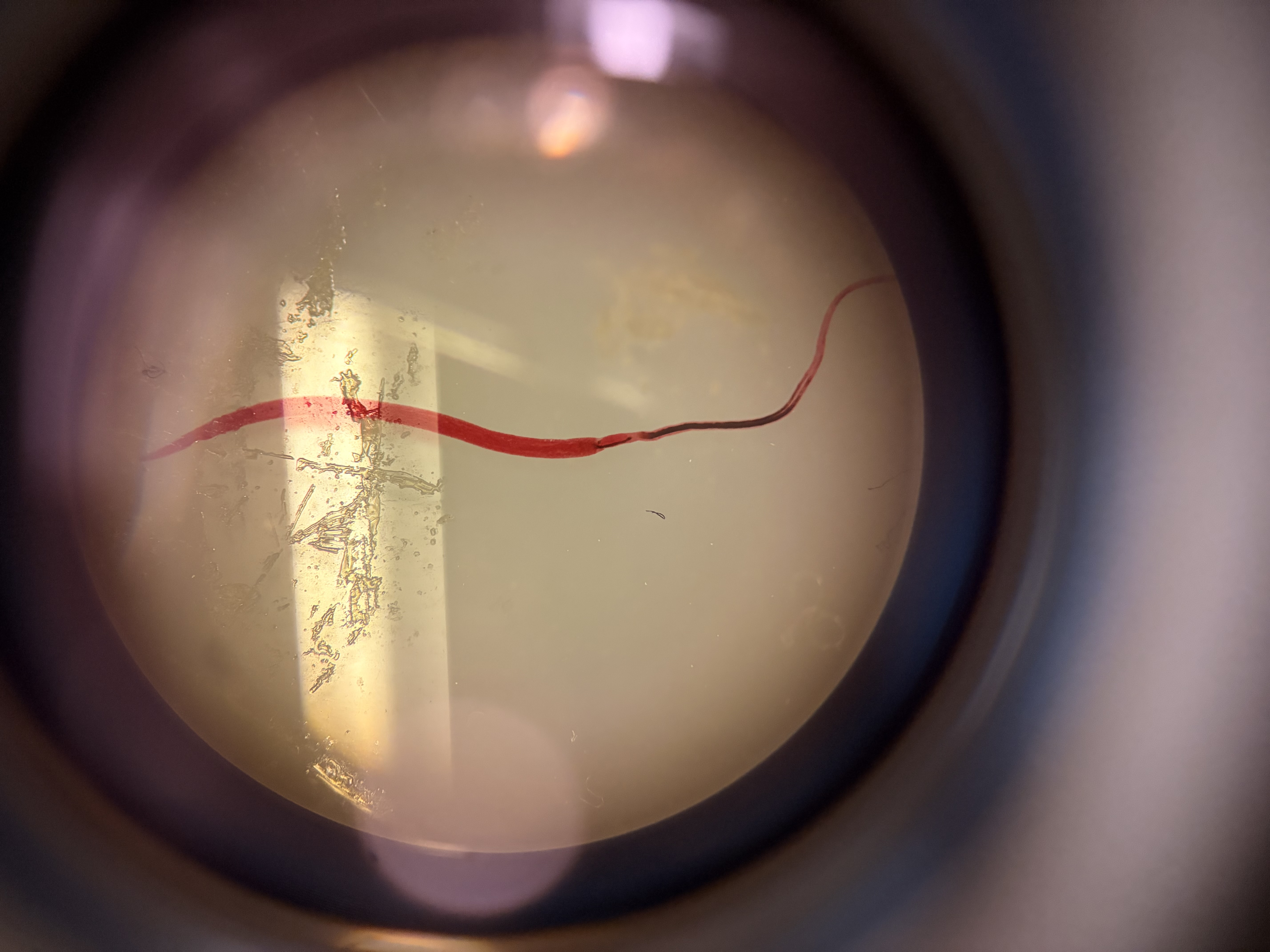 <p>What phylum and class does this organism belong to?</p>